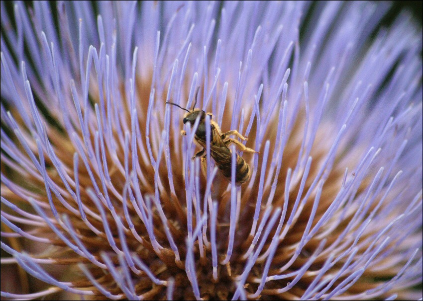 Macro-forest