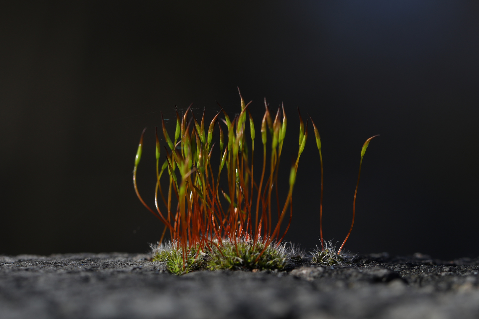 Macro Forest - Flowering Moss