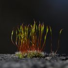 Macro Forest - Flowering Moss