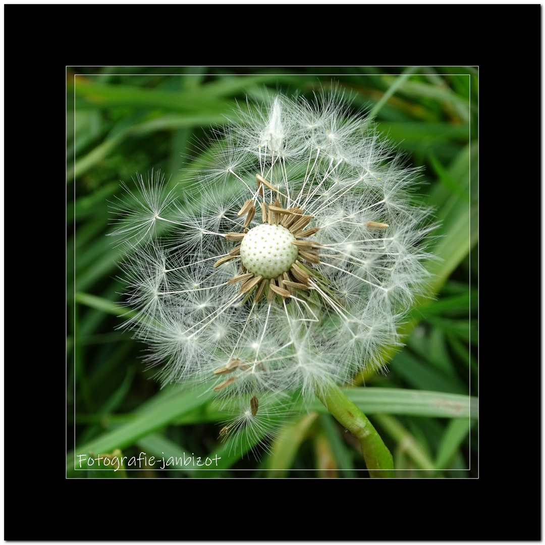 Macro foto van paardbloem