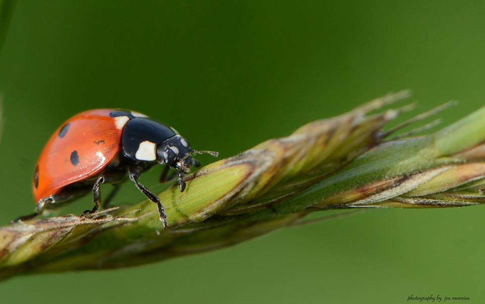 Macro Fotografie