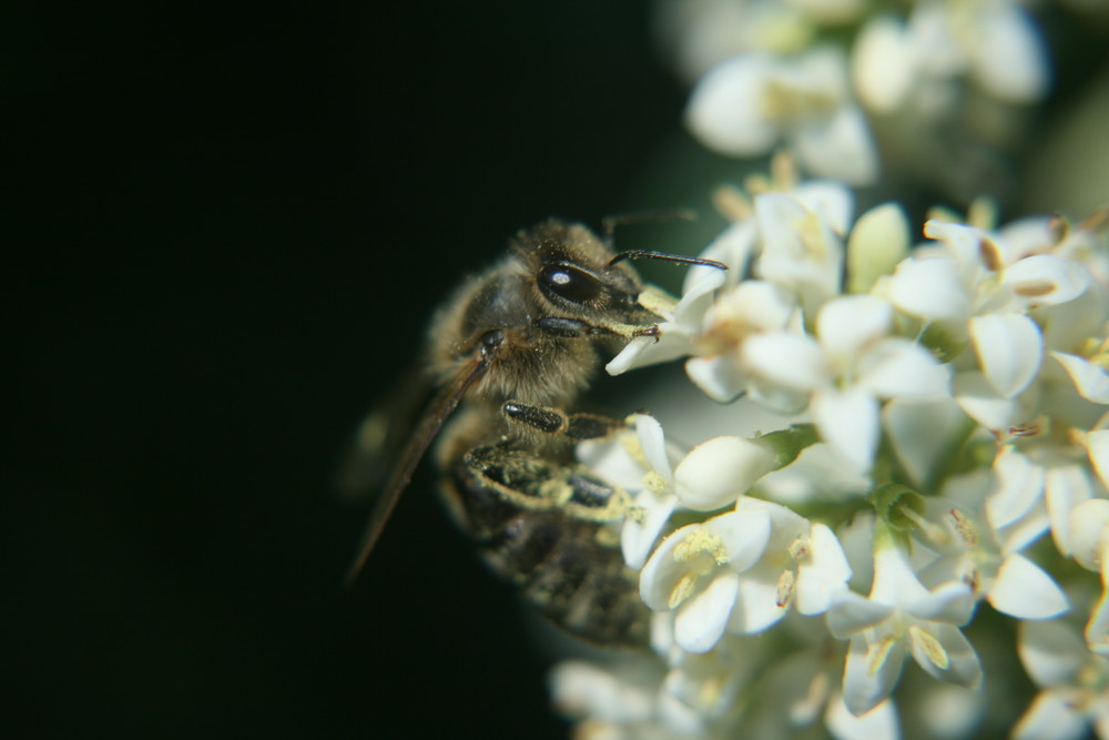 Macro Fotographie