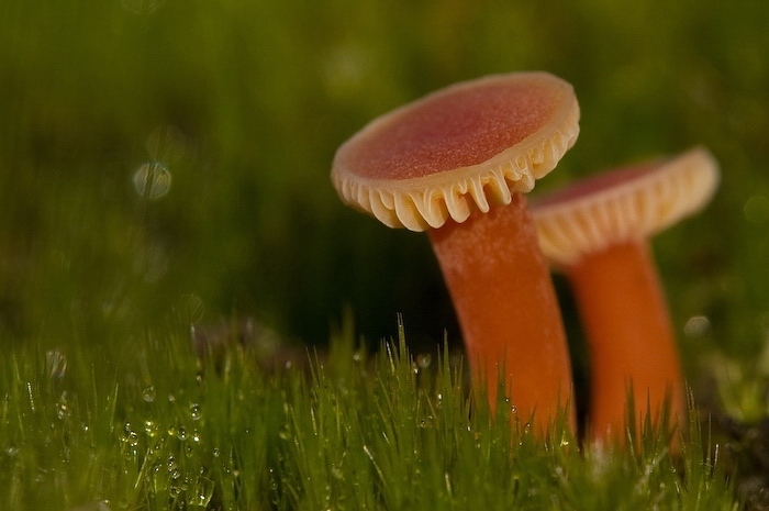 Macro Funghi