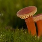 Macro Funghi