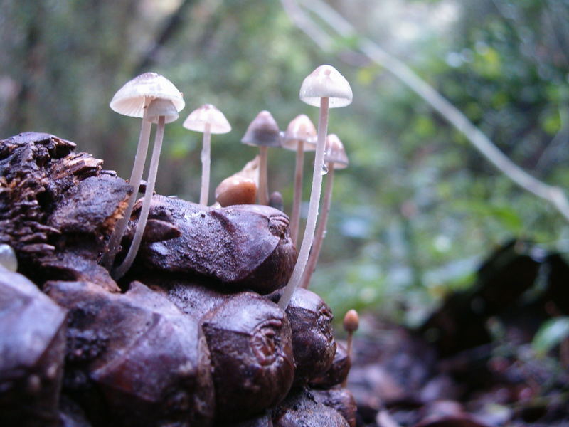 macro funghi pigna