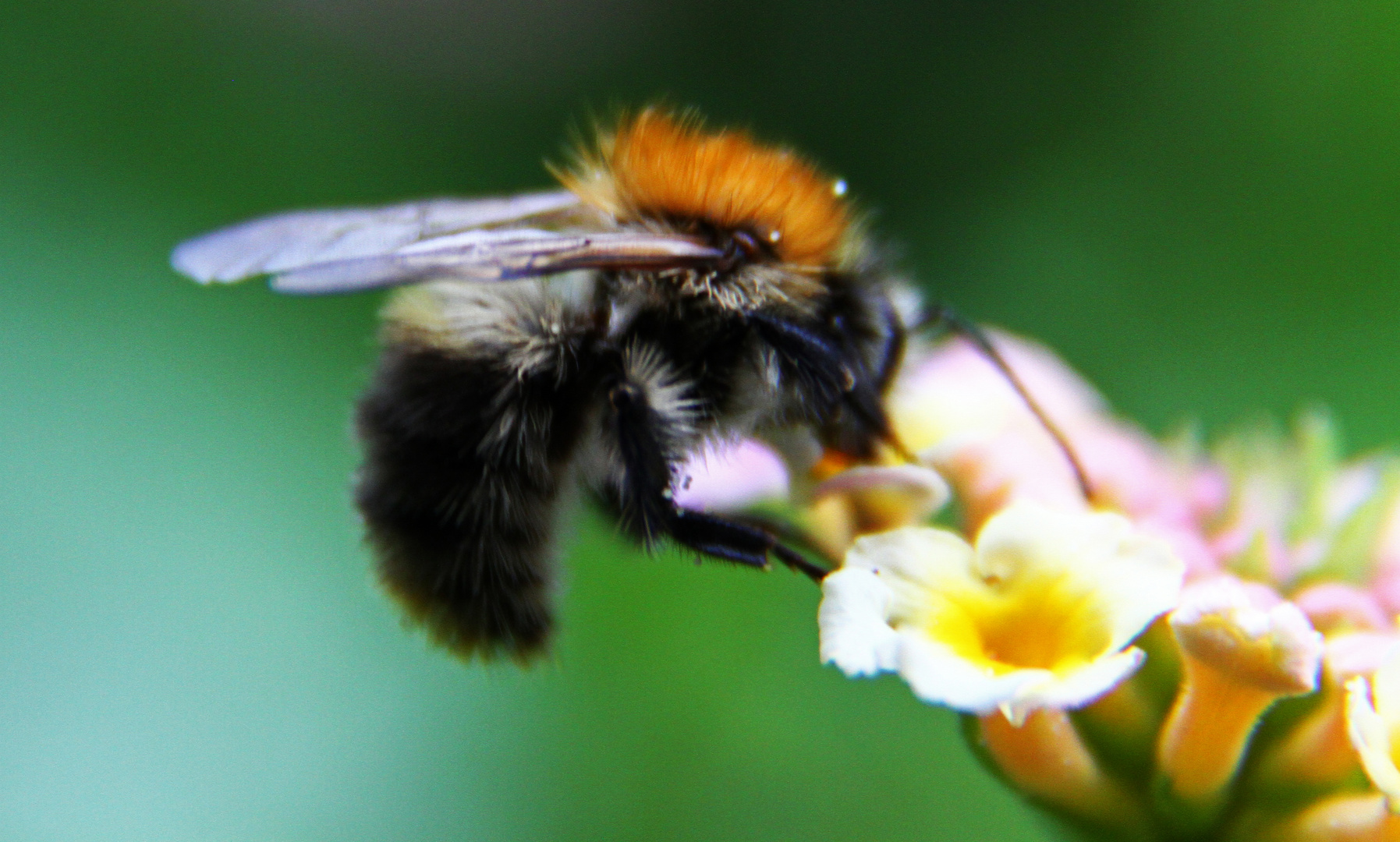 macro garden