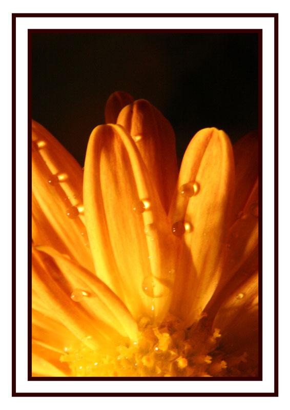 Macro goldene Blüte mit Wassertropfen