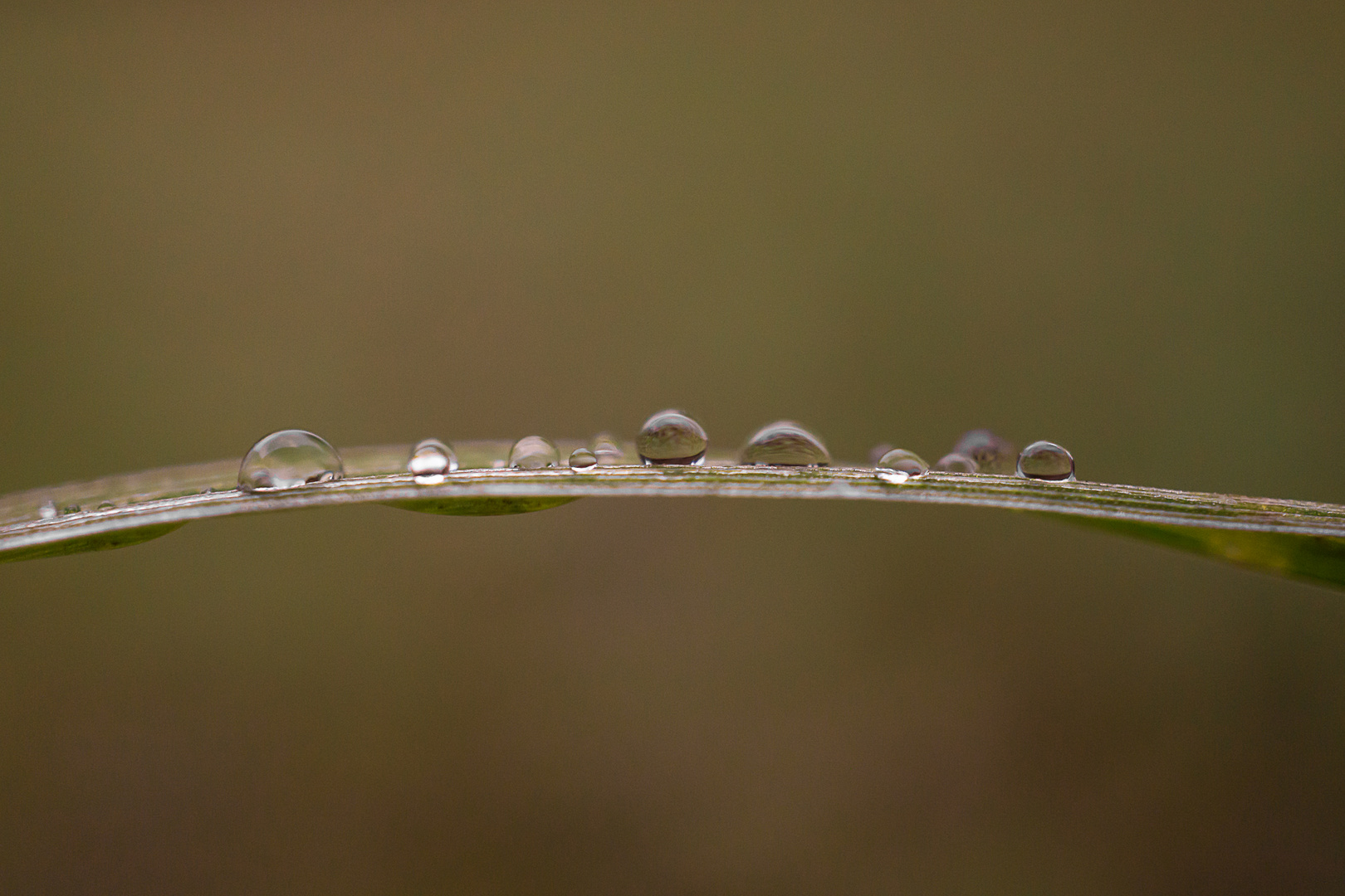 Macro Grashalm mit Tropfen