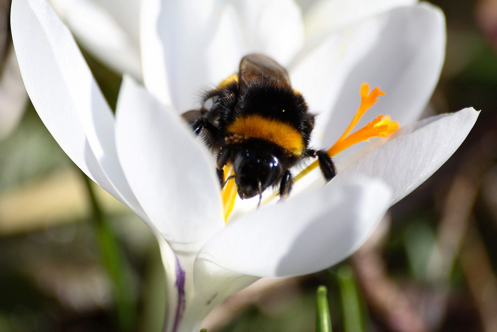 Macro-Hummel