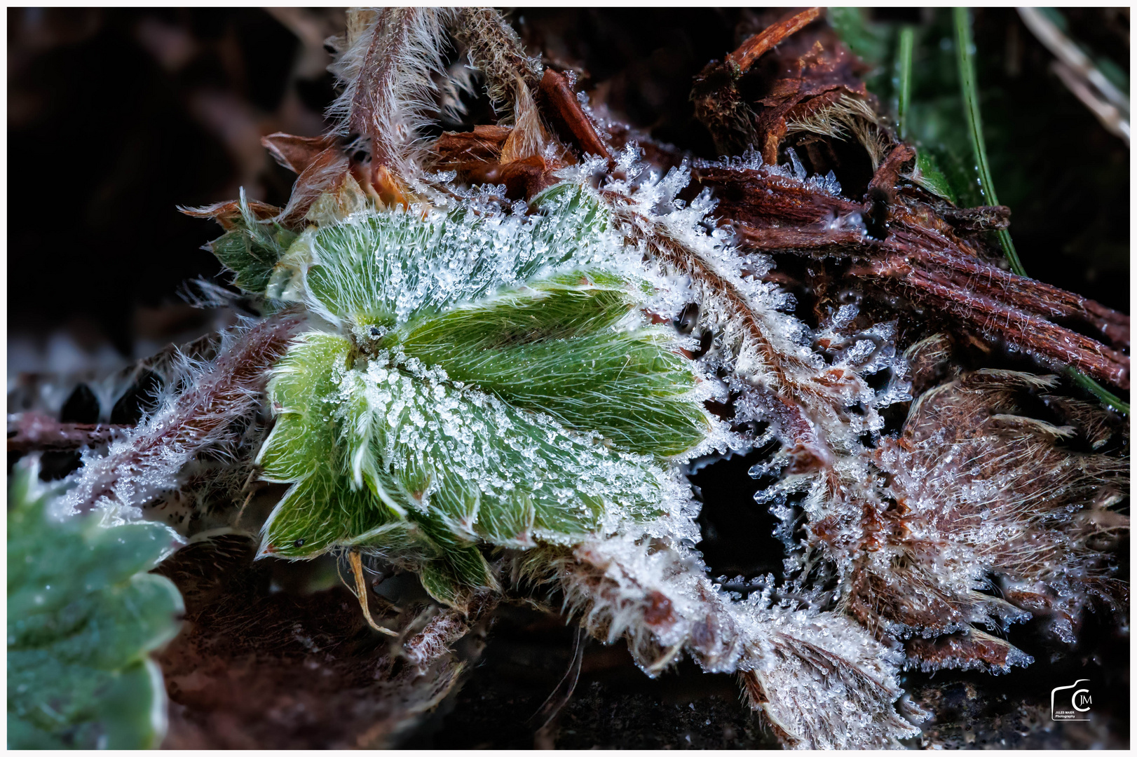 Macro im Garten