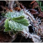 Macro im Garten