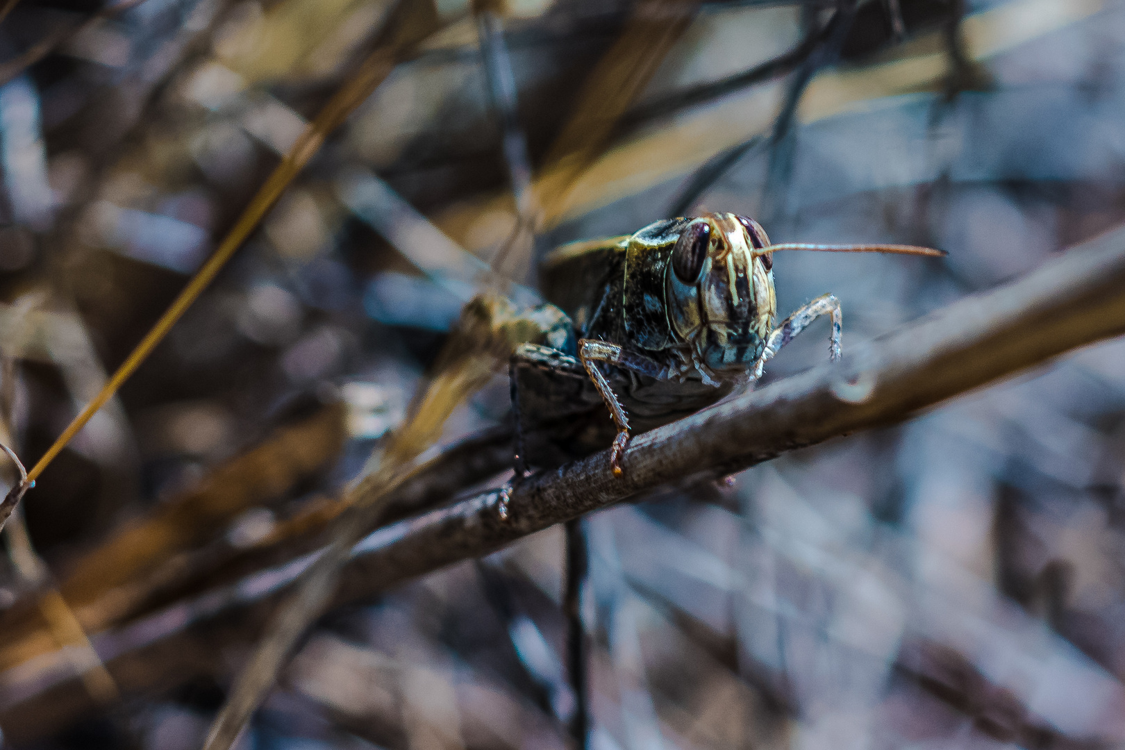 Macro im Mainzer Sand