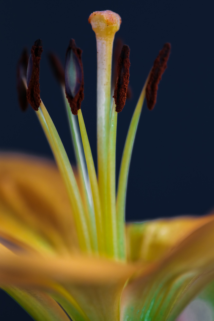 Macro image of a Daylily