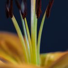 Macro image of a Daylily
