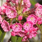 Macro Imgae: Kalmia angustifolia