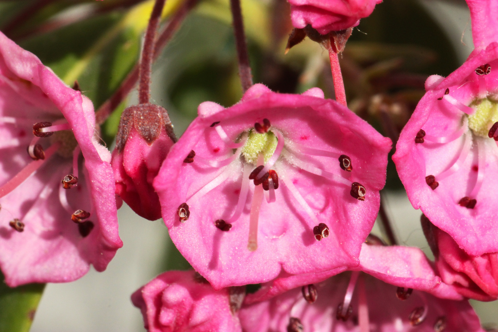 Macro Imgae: Kalmia angustifolia II