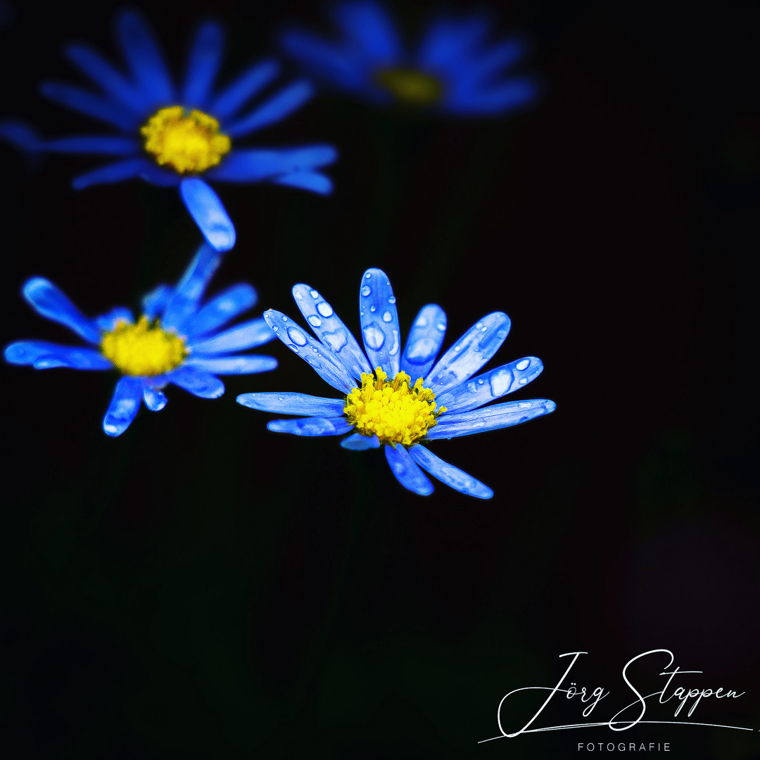 Macro in Blue