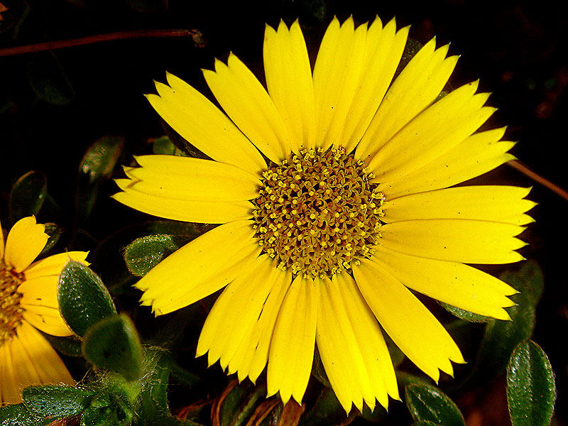 Macro in Yellow