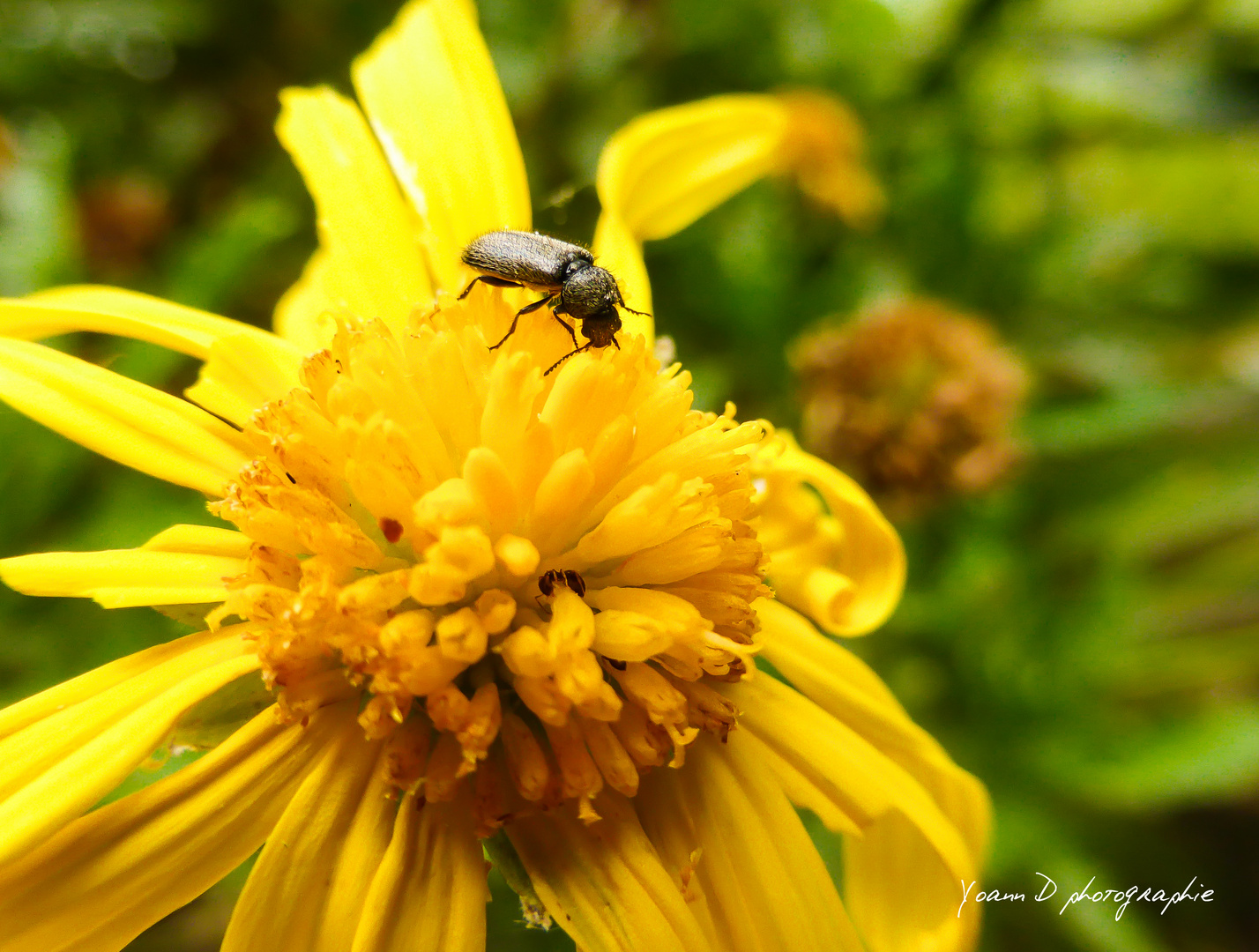 Macro insecte