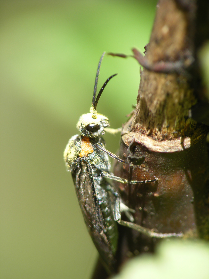 macro insecte