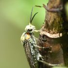 macro insecte