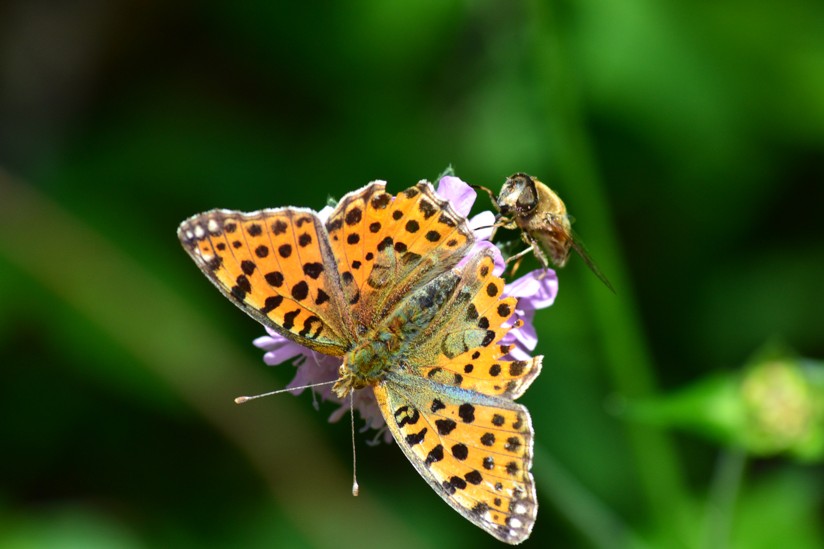 macro insectes