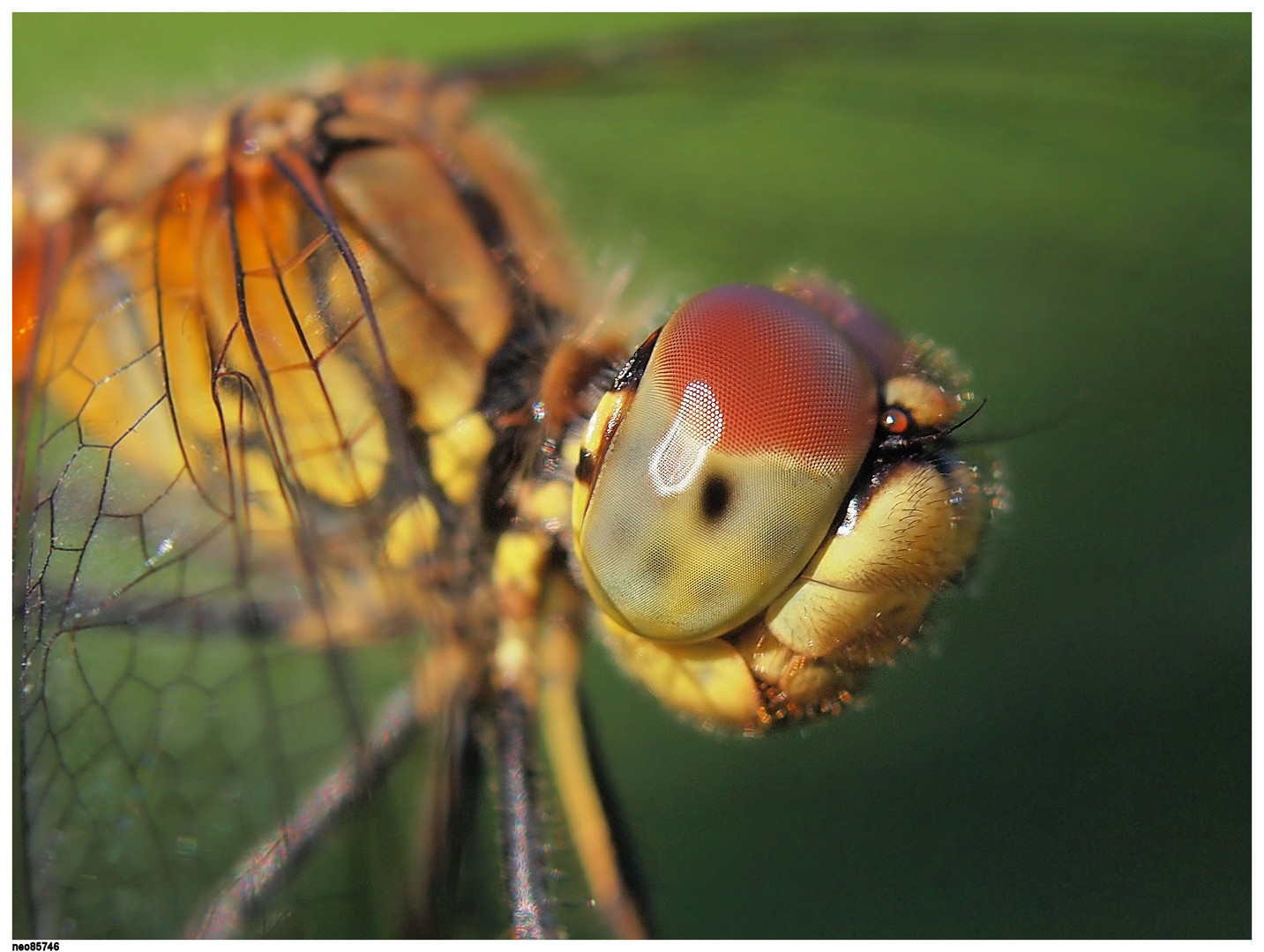 macro insectes