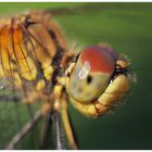 macro insectes