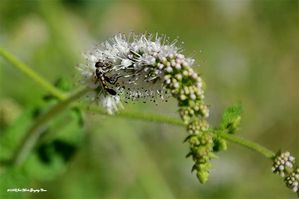 Macro Insecto