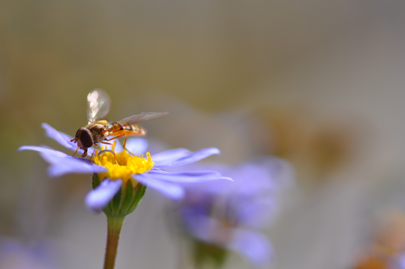 macro - insekt auf Blume