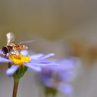 macro - insekt auf Blume