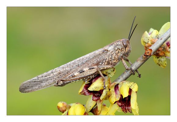 MACRO INVERNALE......