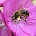 macro - Jardin été 2007