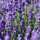 macro lavendel