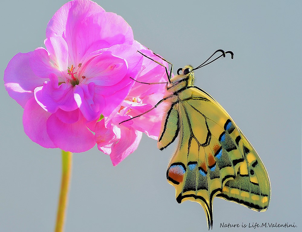 Macro Lovers.