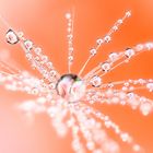 MACRO MAGIA 