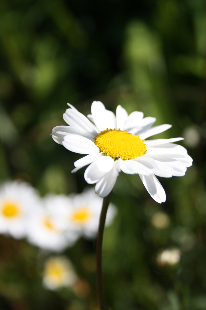 Macro marguerite