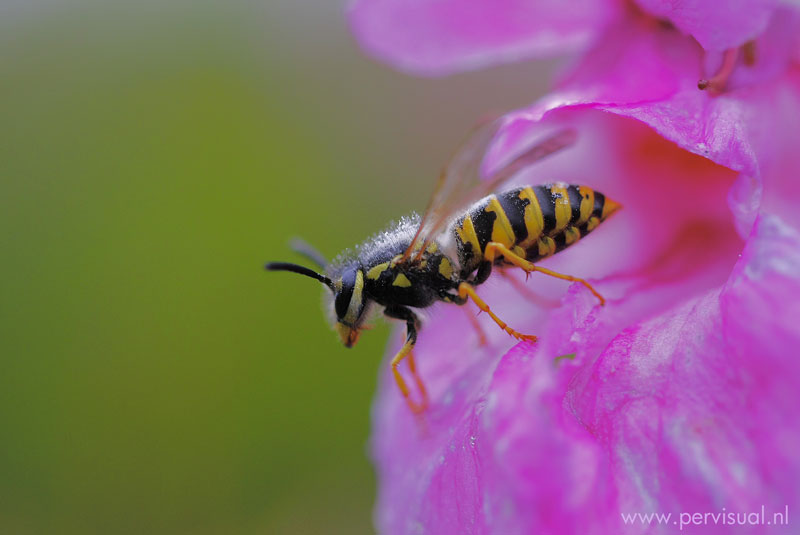 Macro Microcosmos