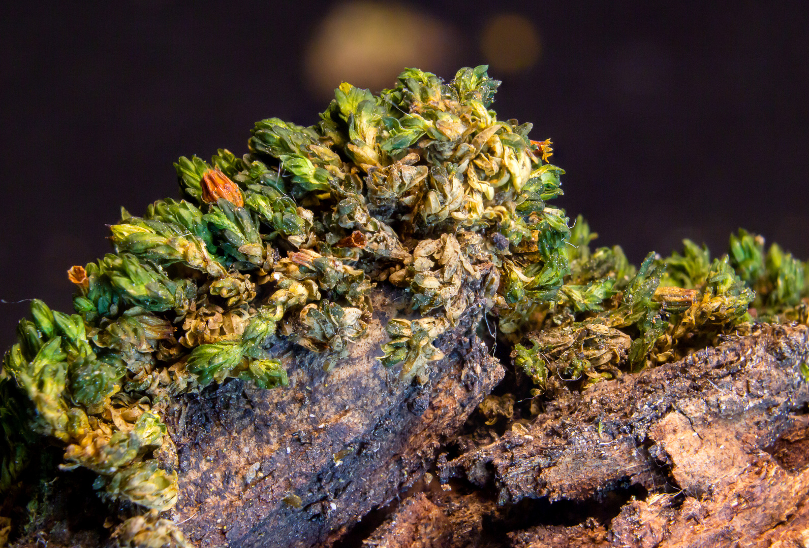 Macro moss