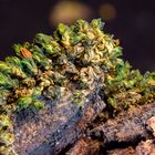 Macro moss