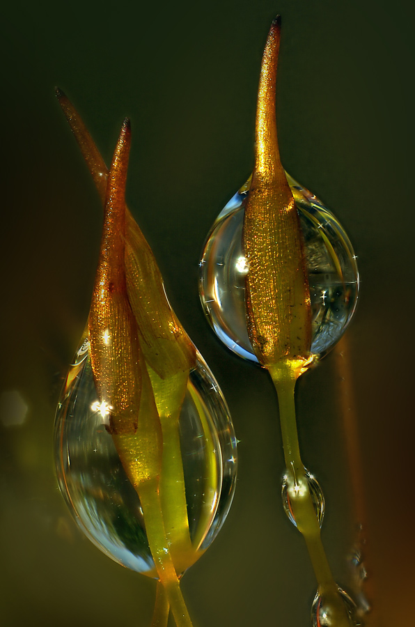 Macro Mossdrops