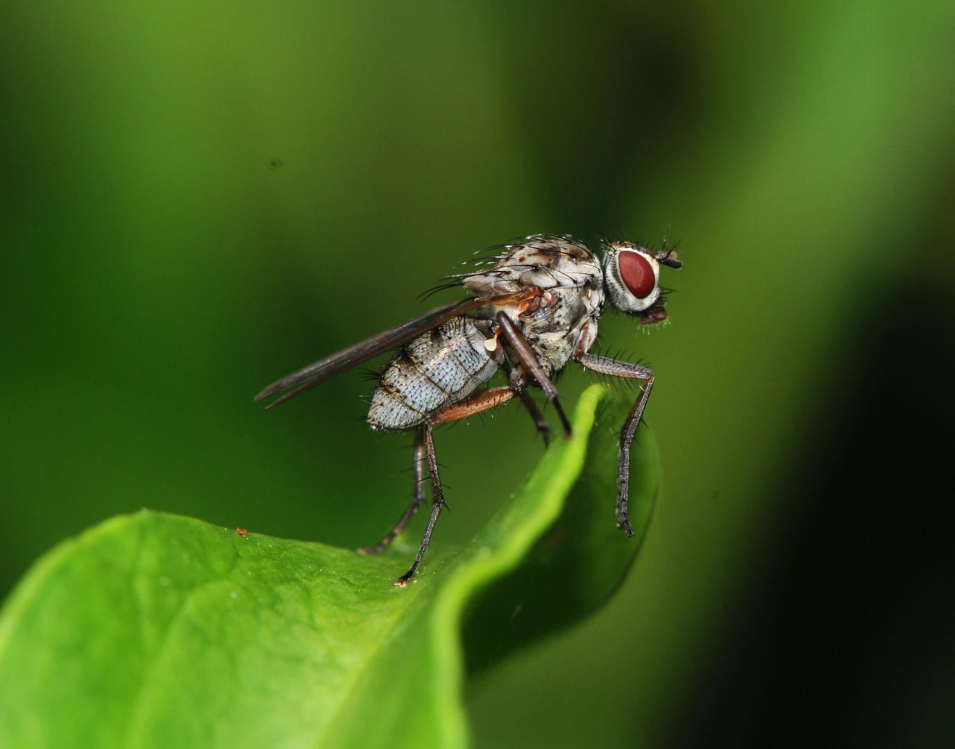 macro mouche