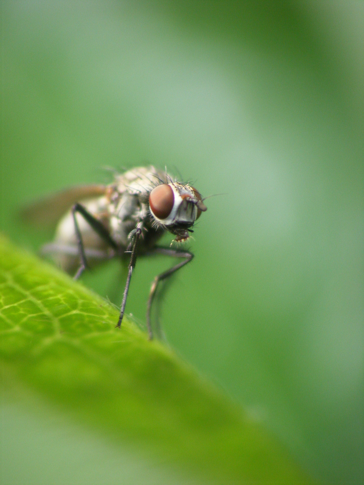 macro mouche