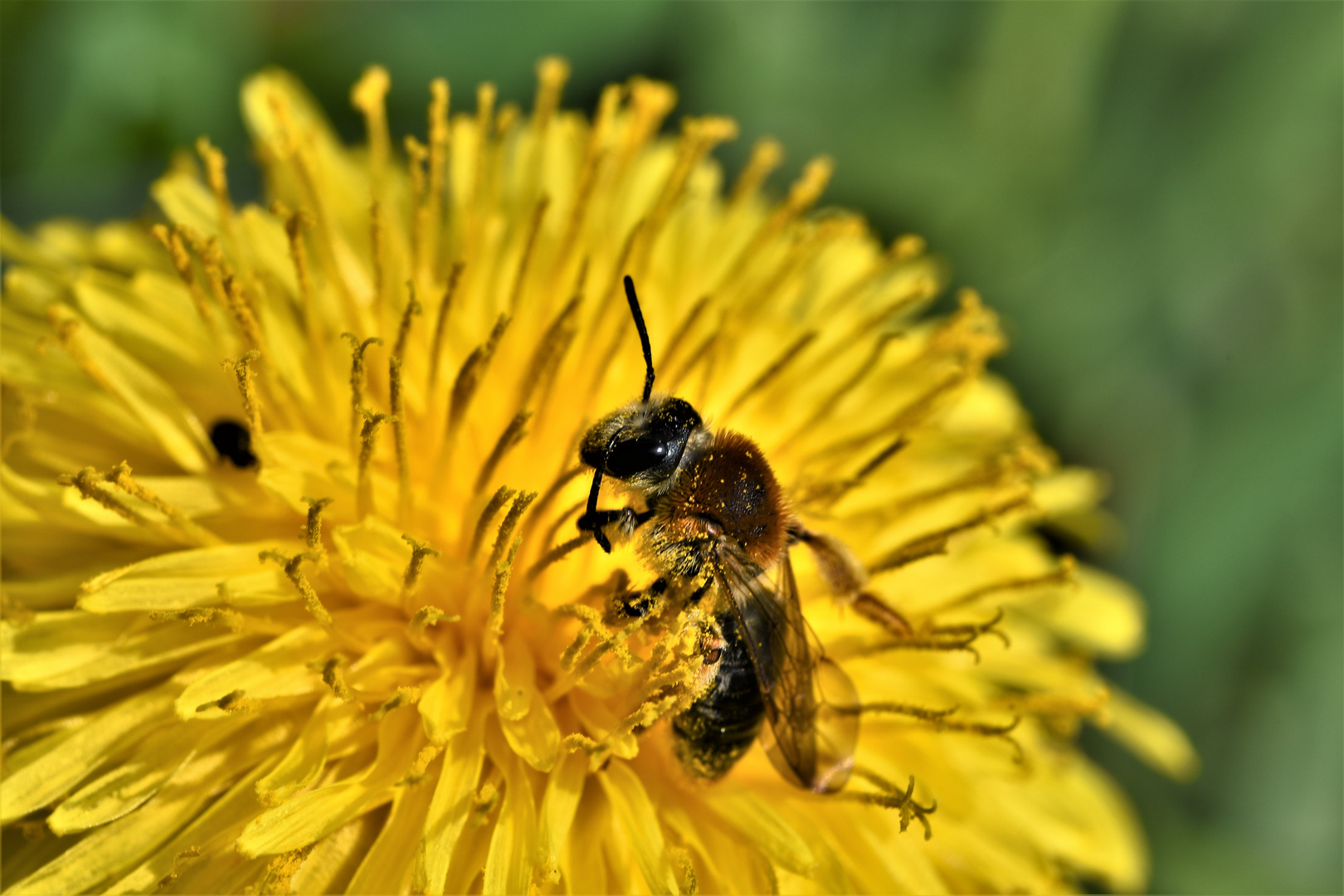 Macro mouvementée