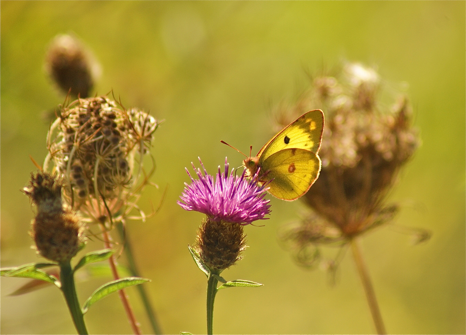 Macro nature ...