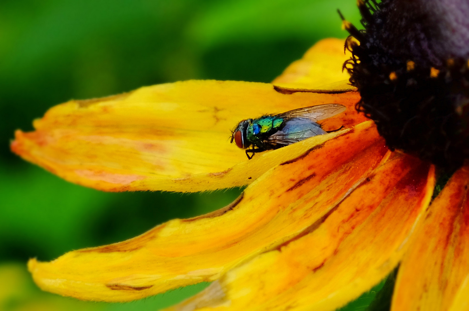 macro oder n stück näher ran