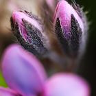 Macro of a tiny flower