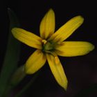 Macro of a wild flower