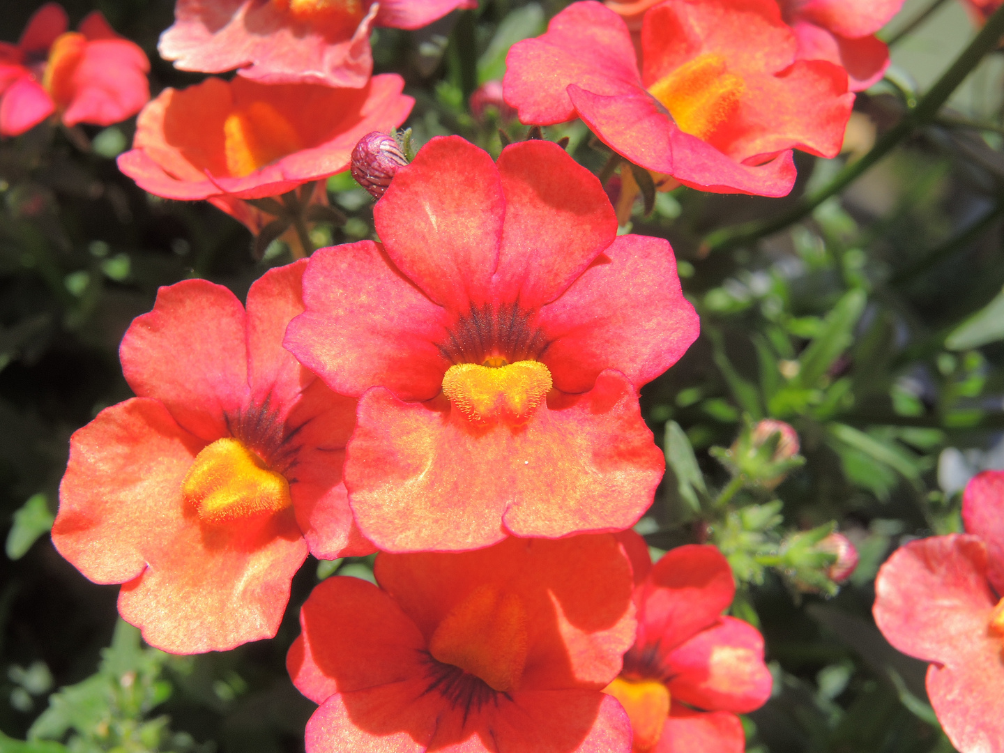 Macro of bright red nemesia blossom - Makro von leuchtend roter Elfenspiegel-Blüte