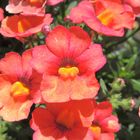 Macro of bright red nemesia blossom - Makro von leuchtend roter Elfenspiegel-Blüte